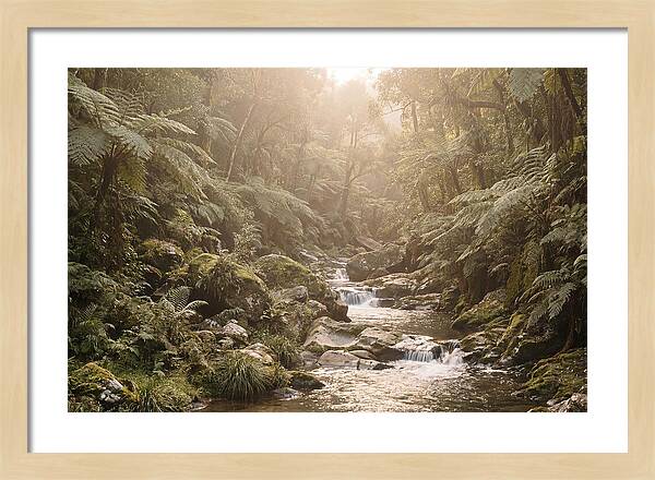 Tropical Ravine Serenity