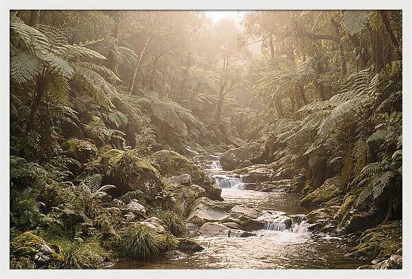 Tropical Ravine Serenity