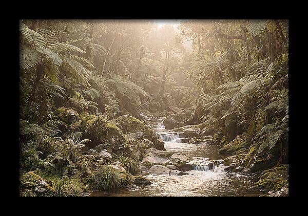 Tropical Ravine Serenity