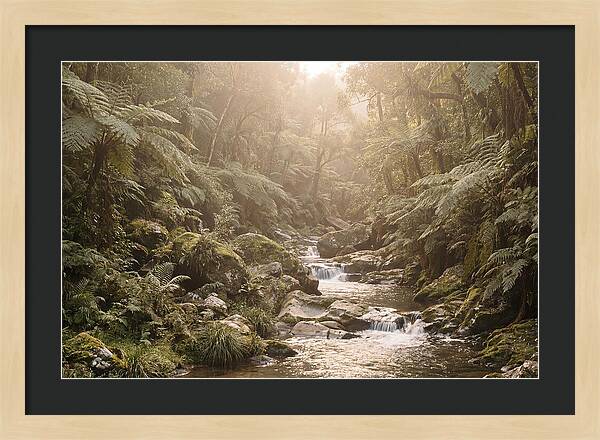 Tropical Ravine Serenity
