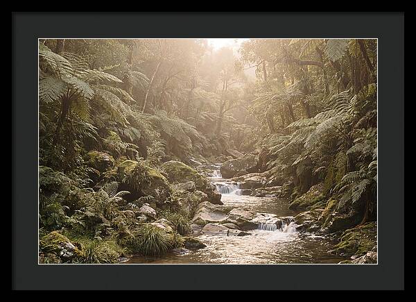 Tropical Ravine Serenity