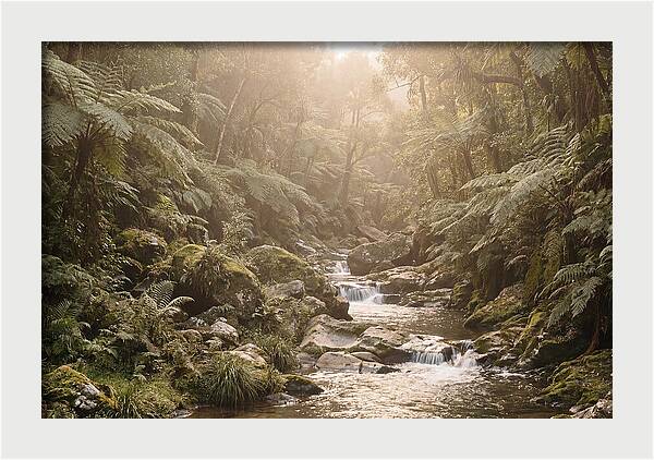 Tropical Ravine Serenity