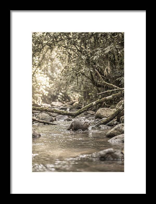 Tropical River Otter Playtime