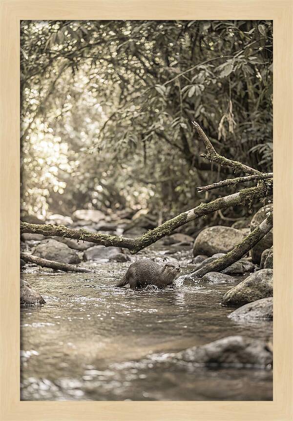 Tropical River Otter Playtime