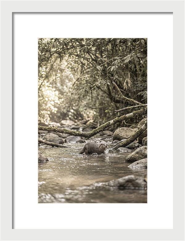 Tropical River Otter Playtime