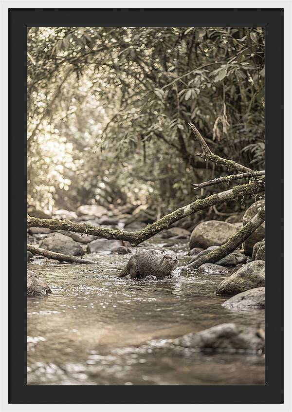 Tropical River Otter Playtime
