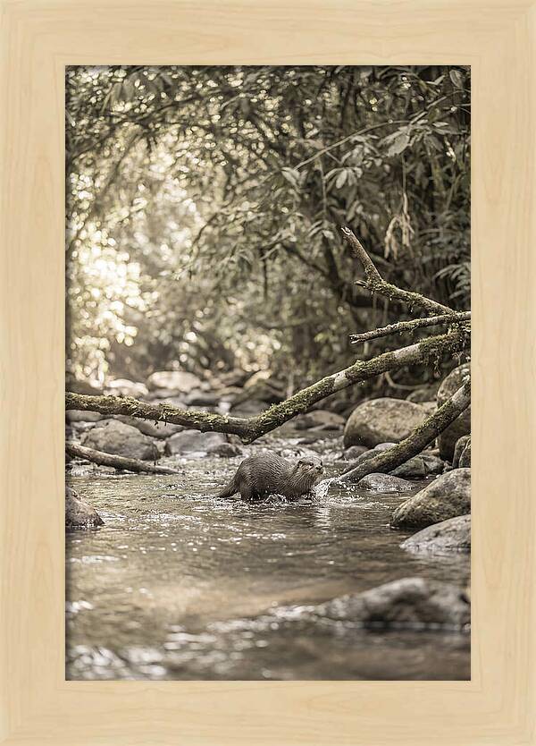 Tropical River Otter Playtime