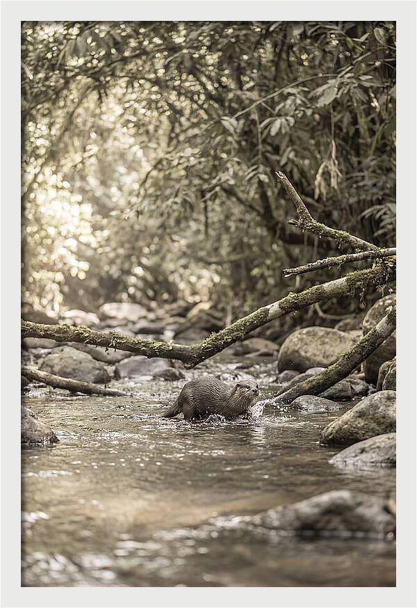 Tropical River Otter Playtime