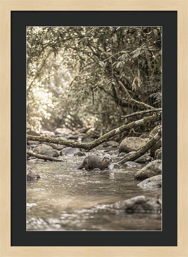Tropical River Otter Playtime