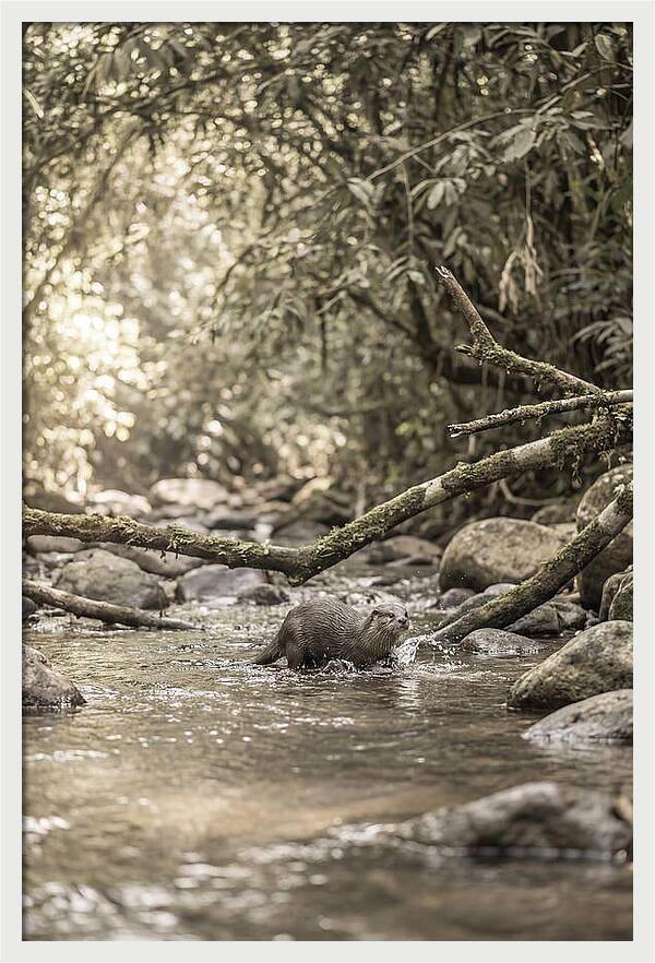 Tropical River Otter Playtime