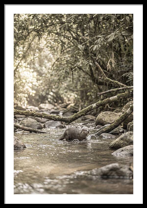Tropical River Otter Playtime
