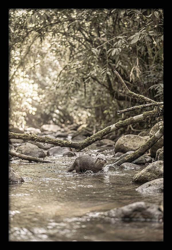 Tropical River Otter Playtime