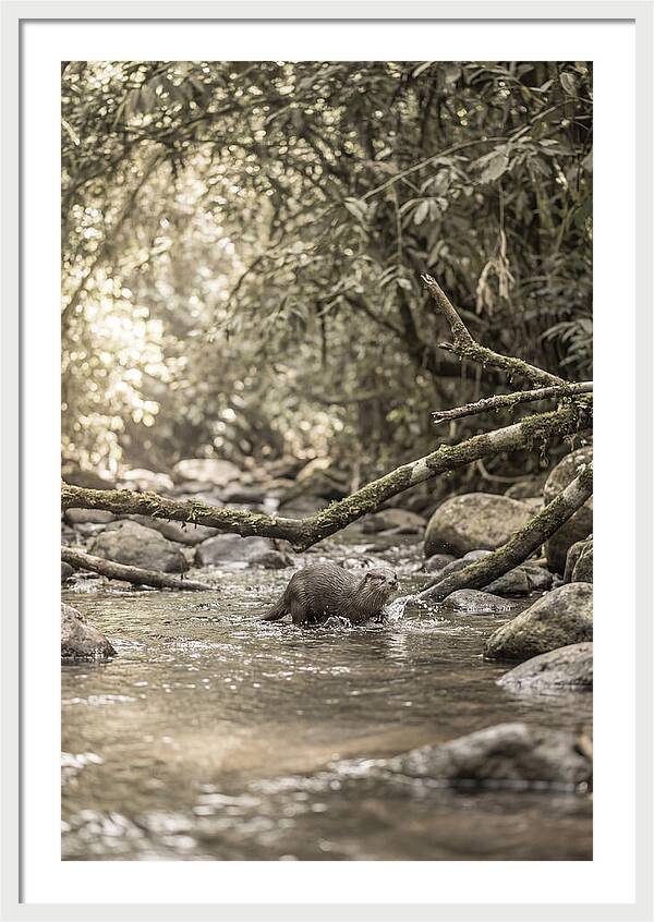 Tropical River Otter Playtime