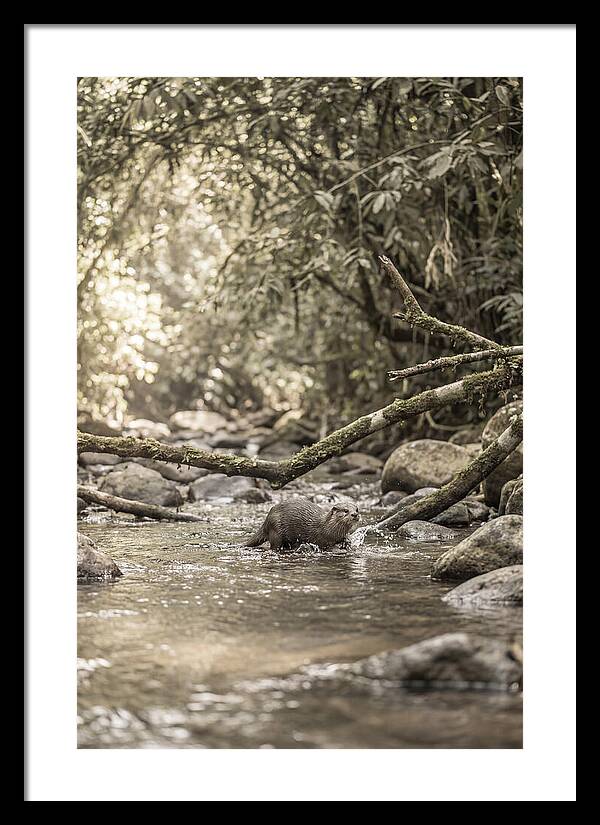 Tropical River Otter Playtime