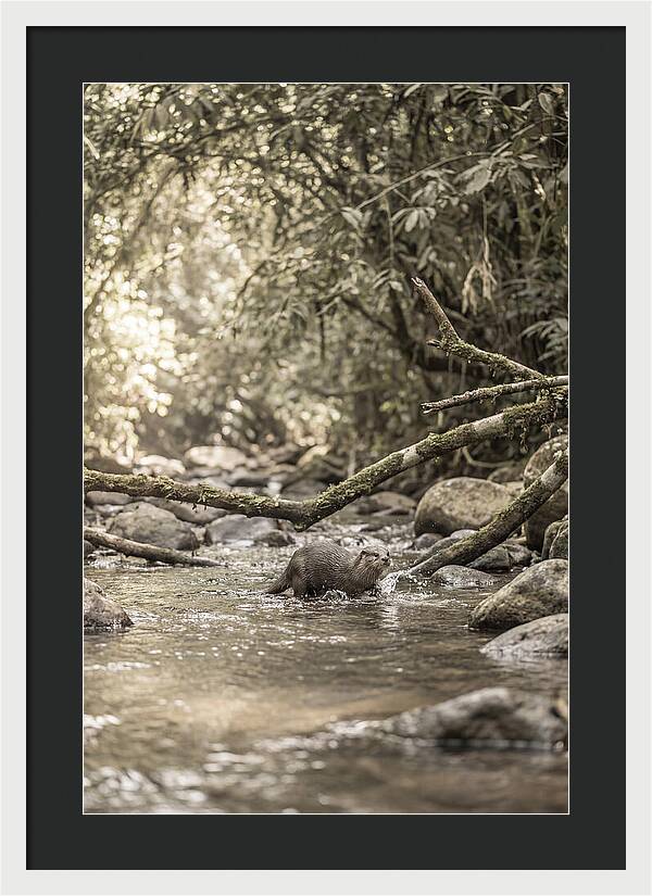 Tropical River Otter Playtime