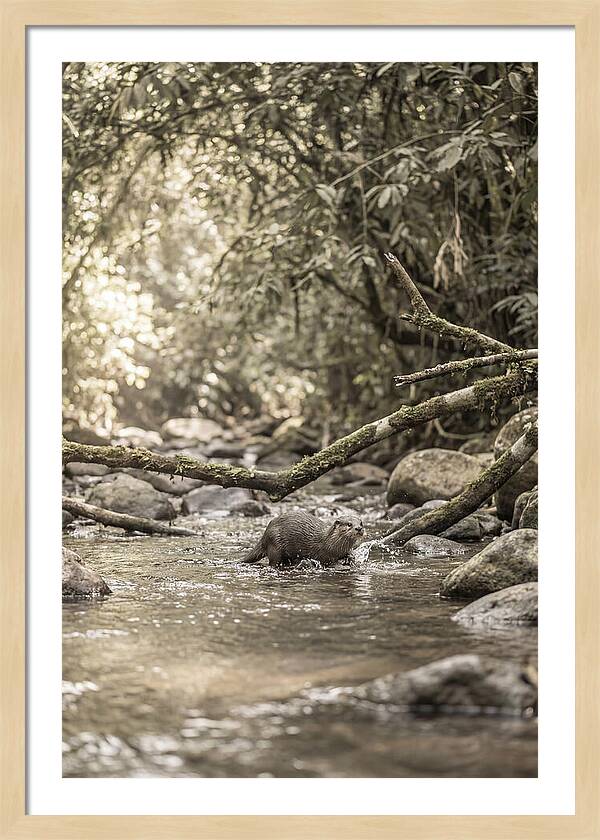 Tropical River Otter Playtime