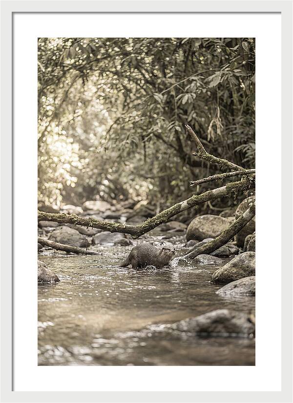 Tropical River Otter Playtime