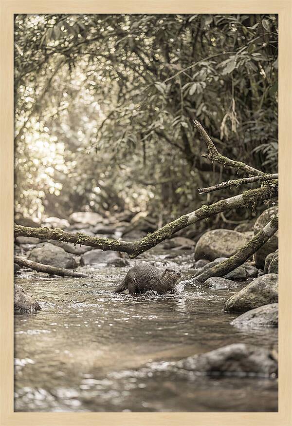 Tropical River Otter Playtime
