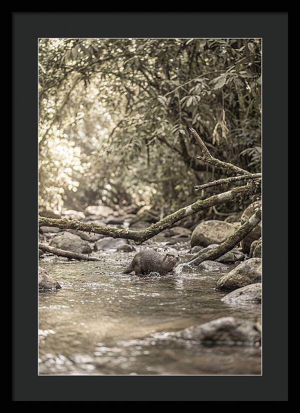 Tropical River Otter Playtime