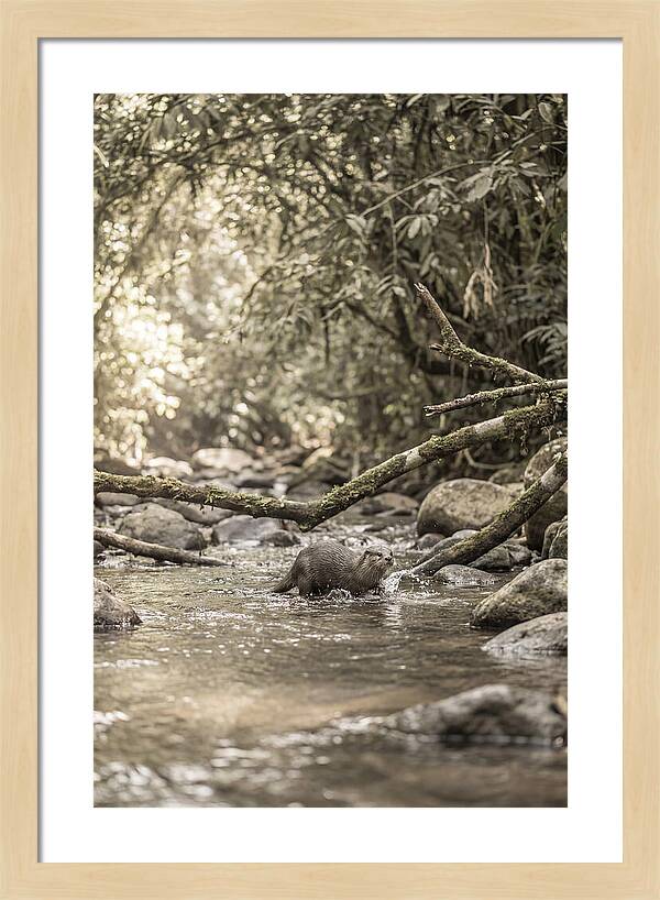 Tropical River Otter Playtime