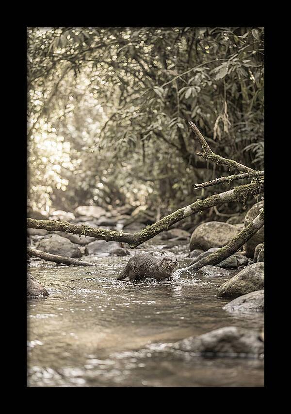 Tropical River Otter Playtime