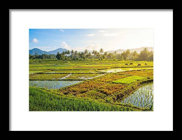 Tropical Serenity In Rice Fields