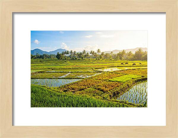 Tropical Serenity In Rice Fields