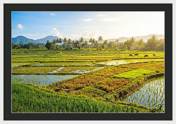 Tropical Serenity In Rice Fields