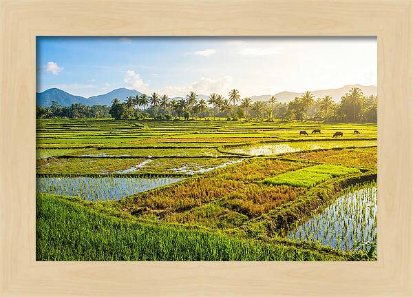 Tropical Serenity In Rice Fields