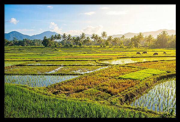 Tropical Serenity In Rice Fields
