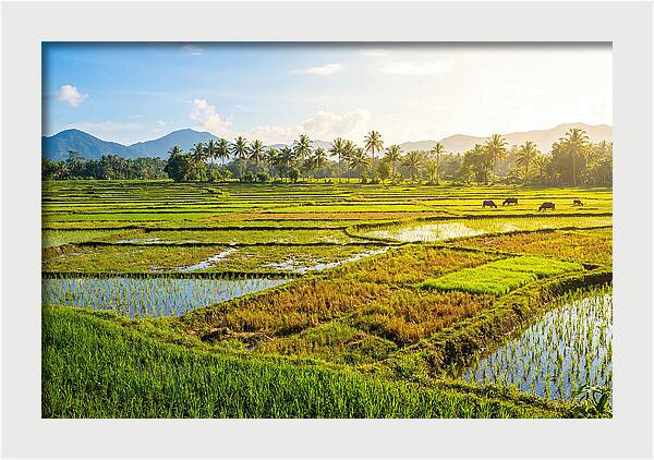 Tropical Serenity In Rice Fields