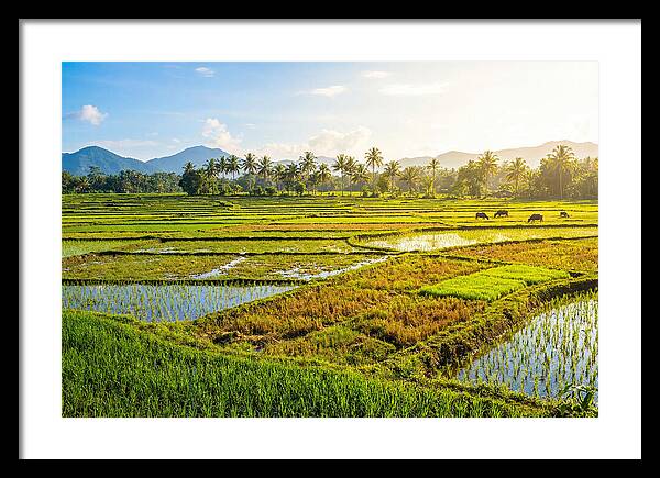Tropical Serenity In Rice Fields