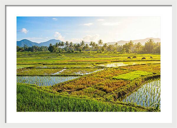 Tropical Serenity In Rice Fields