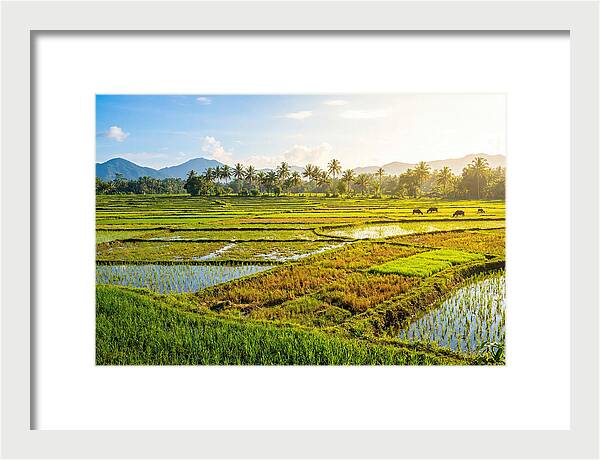 Tropical Serenity In Rice Fields