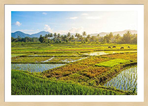 Tropical Serenity In Rice Fields