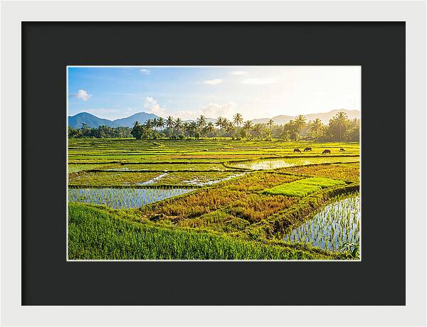 Tropical Serenity In Rice Fields