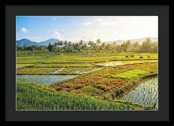 Tropical Serenity In Rice Fields