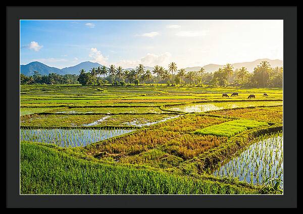 Tropical Serenity In Rice Fields