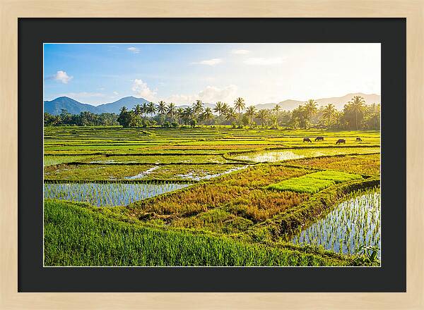Tropical Serenity In Rice Fields