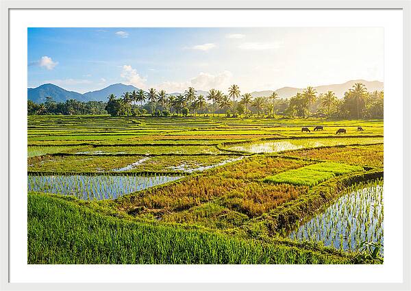 Tropical Serenity In Rice Fields