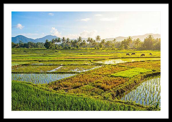 Tropical Serenity In Rice Fields
