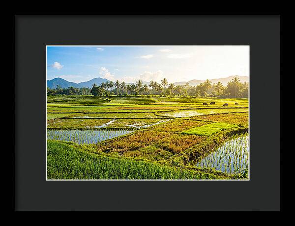 Tropical Serenity In Rice Fields