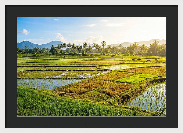 Tropical Serenity In Rice Fields