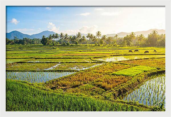 Tropical Serenity In Rice Fields
