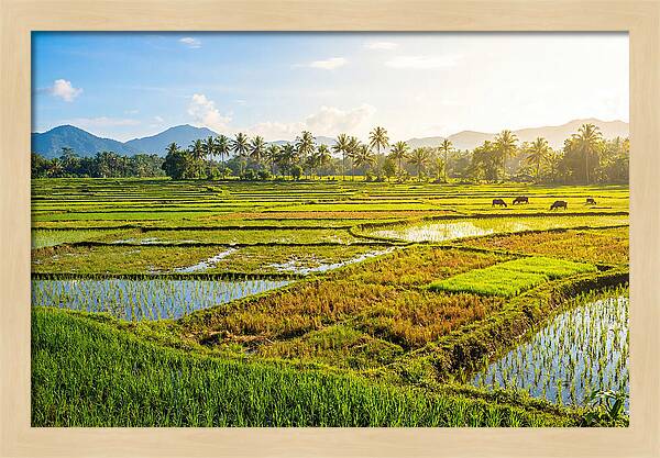 Tropical Serenity In Rice Fields