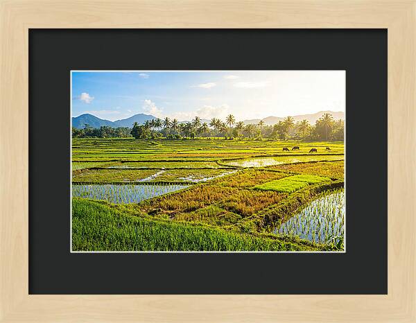 Tropical Serenity In Rice Fields