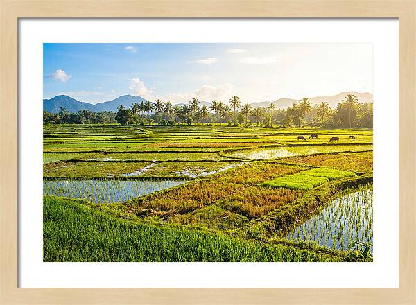 Tropical Serenity In Rice Fields