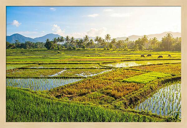 Tropical Serenity In Rice Fields