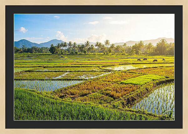 Tropical Serenity In Rice Fields