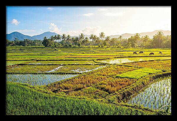 Tropical Serenity In Rice Fields